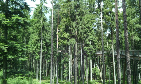 stezka